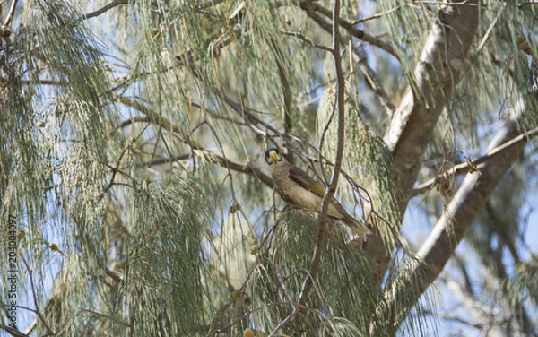 Obraz Beautiful typical bird of australia posing on tree