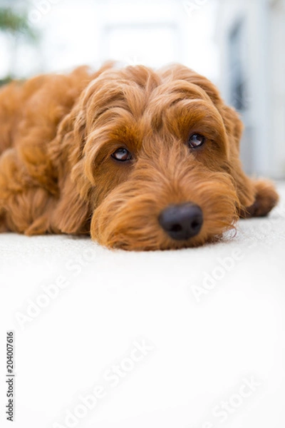 Fototapeta Lazy dog