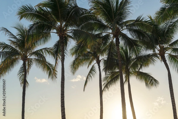Fototapeta Coconut palm trees in a tropical beach