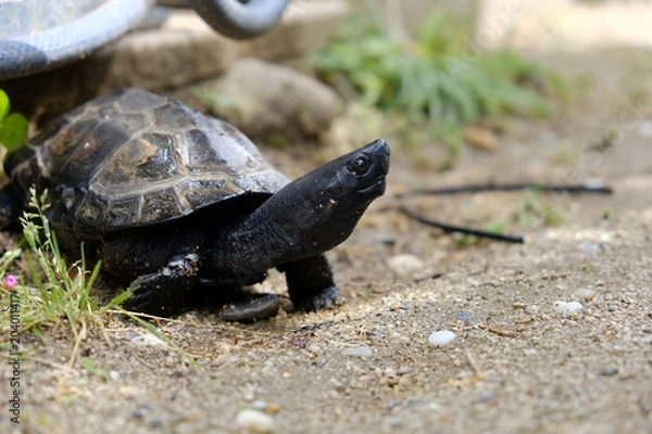 Obraz 久しぶりの外に喜ぶ亀