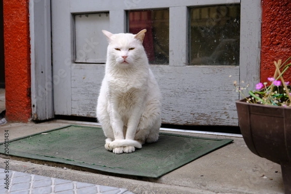 Obraz お店番する猫