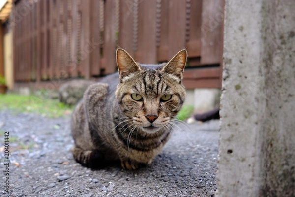 Obraz 睨んでくる猫