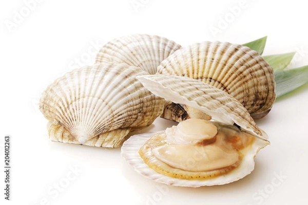 Obraz Scallops przegrzebki