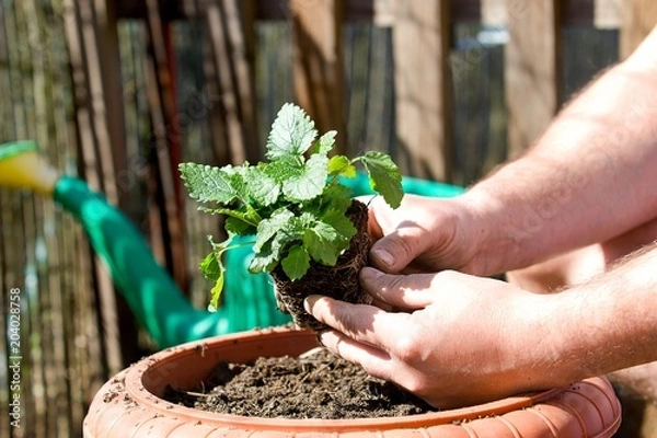 Fototapeta Lemon balm seeds