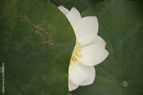 Obraz かくれんぼ