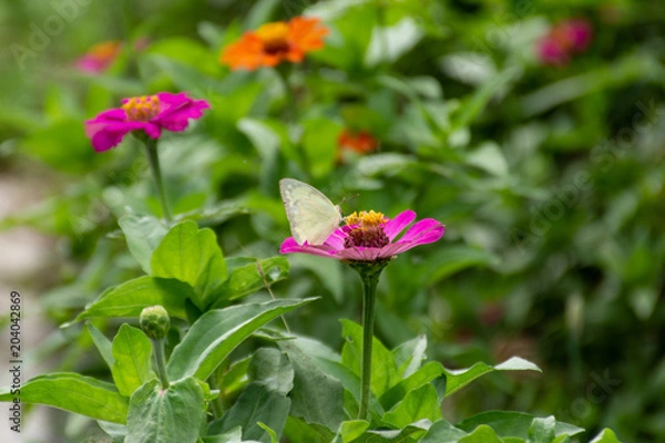Fototapeta Zinnia Bright colors attract insects.