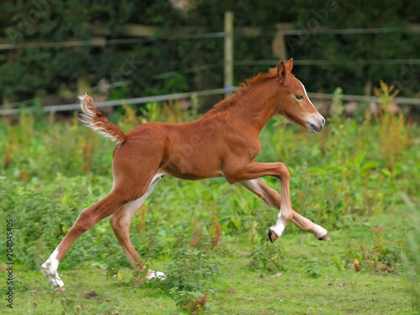 Obraz Running Foal