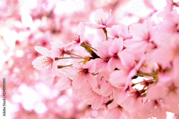 Fototapeta さくら