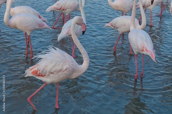 Fototapeta Pink big bird Greater Flamingo, Phoenicopterus ruber, in the water, Camargue, France