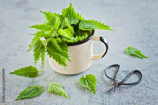 Obraz fresh nettle urtica