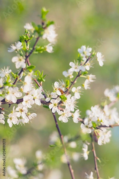 Fototapeta Close-up of blossom on branches of blooming tree.