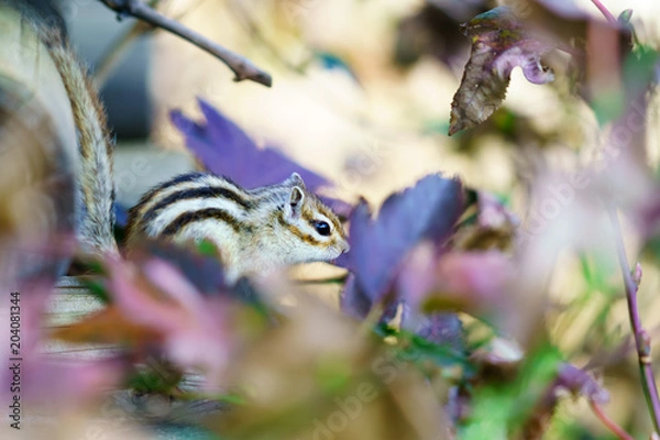 Fototapeta りす物語