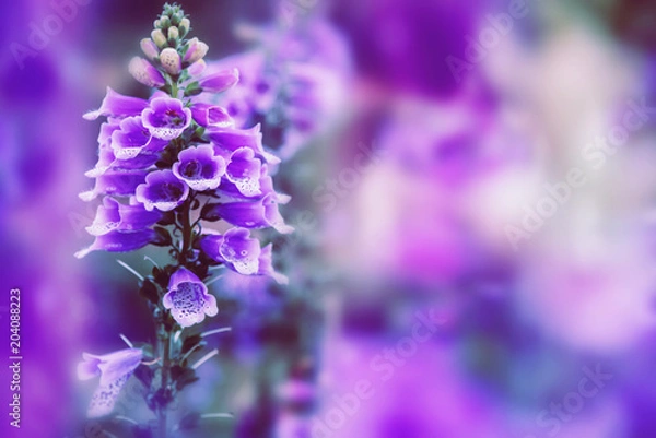 Fototapeta background nature Flower foxglove flower. Background blur