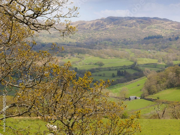 Fototapeta View of the Welsh countryside from the new precipice walk in Snowdonia, north Wales. Tree branches, rolling hills on a sunny day.