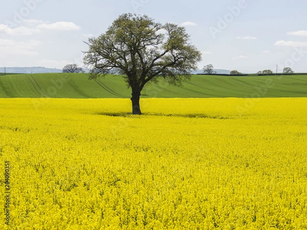 Fototapeta Bright yellow oilseed rape meadows and a country stile for the public footpath in the springtime in Herefordshire, England