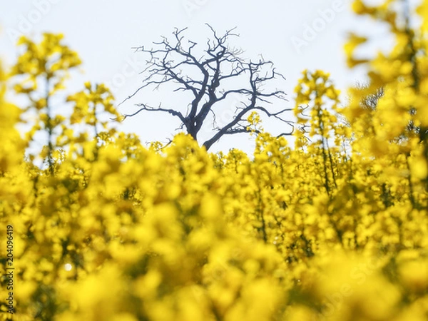 Obraz Bright yellow oilseed rape meadow and old tree in the springtime in Herefordshire, England