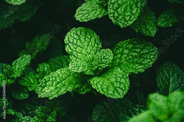 Obraz mint plant grow at vegetable garden