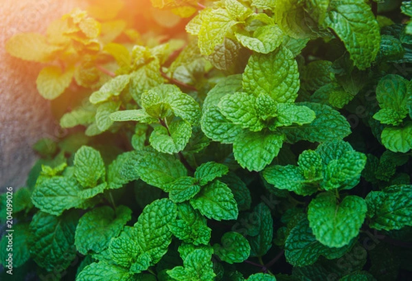 Obraz mint plant grow at vegetable garden