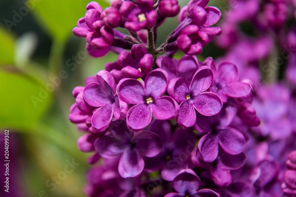 Obraz Purple four leave clover