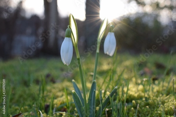Obraz Perce-neiges ensoleillés