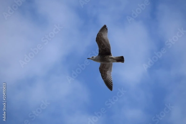 Obraz Goéland Juvénile