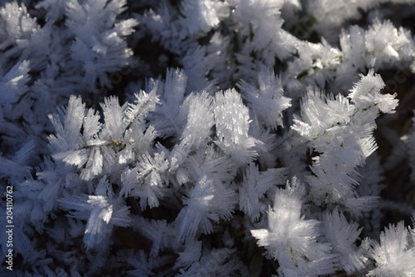Obraz Givre Hérissé
