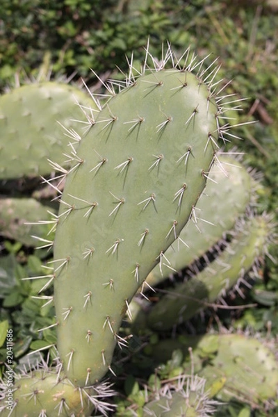Obraz Cactus