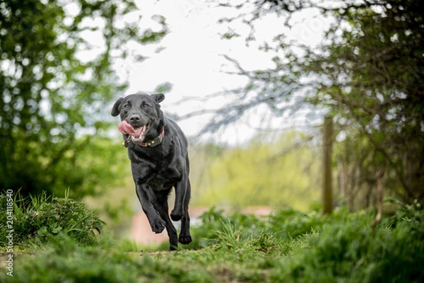 Obraz The Black Labrador