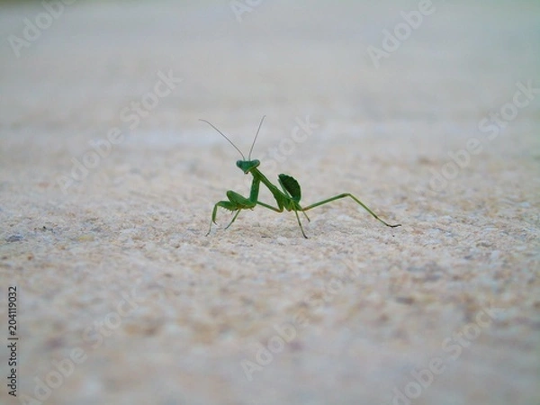 Obraz Mante religieuse