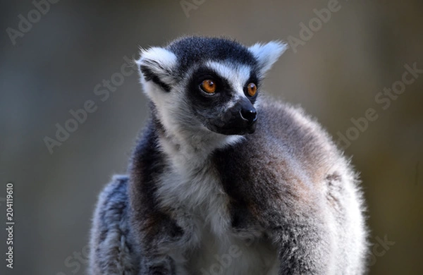 Fototapeta lemur