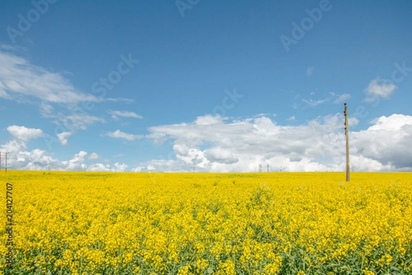 Obraz Canola Fields
