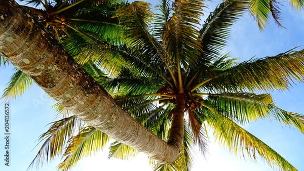 Obraz Kokospalme - Mauritius
