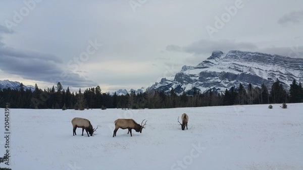 Obraz 산과 야생 사슴