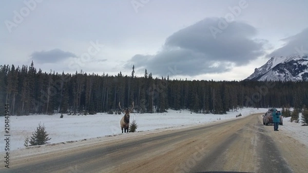 Obraz 국립공원 내 야생 사슴 - 엘크