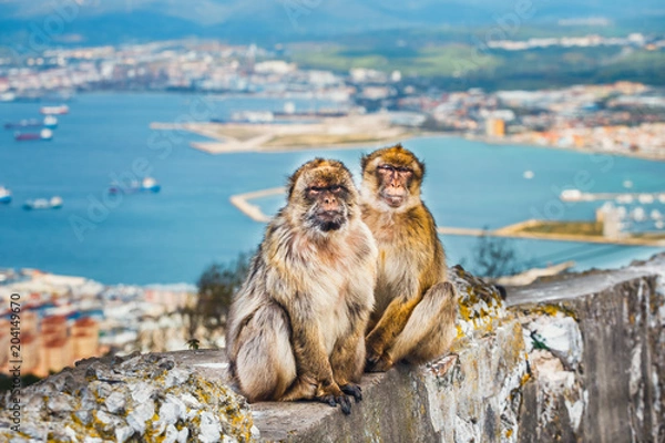 Fototapeta closeup of a pair of macaques, male and female in a reserve on the Gibraltar peninsula