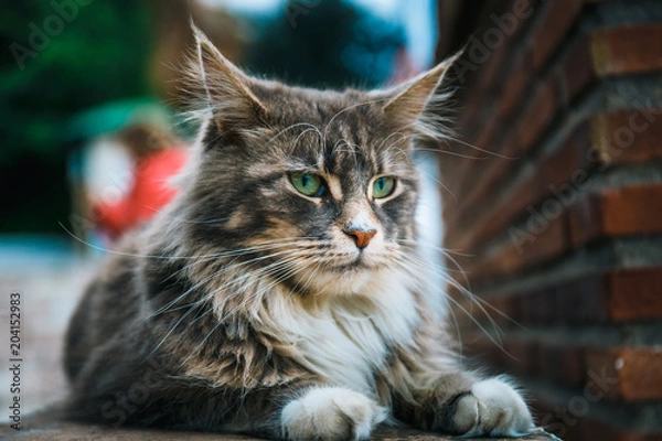 Fototapeta Portrait of Cat Maine Coon resting on stone wall