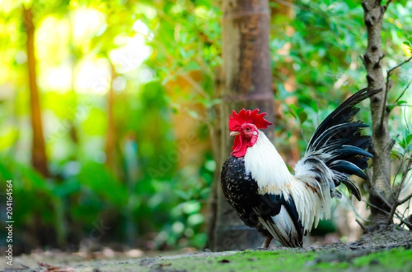 Obraz colorful bantam chicken in the garden lighting and green background.