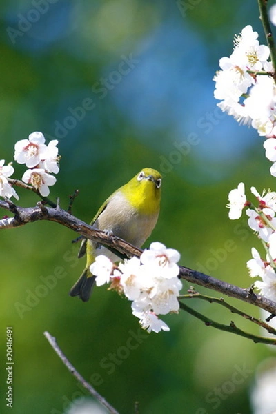 Obraz メジロと白梅