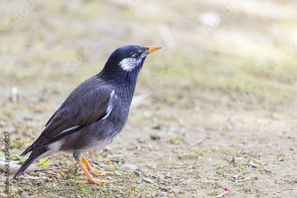 Fototapeta ムクドリ
