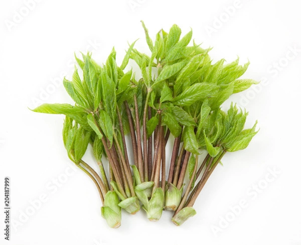 Fototapeta たらの芽