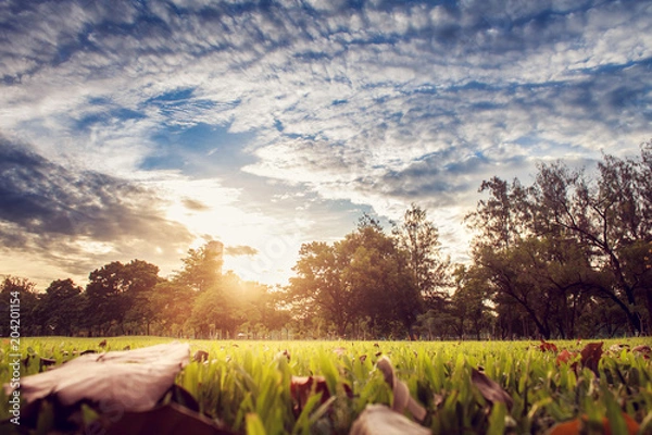 Obraz The perfect tree and sunset in park