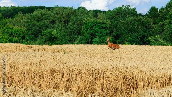 Obraz Roebuck jumping trough corn field
