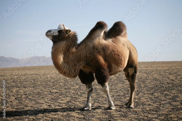 Fototapeta Bactrian Camel