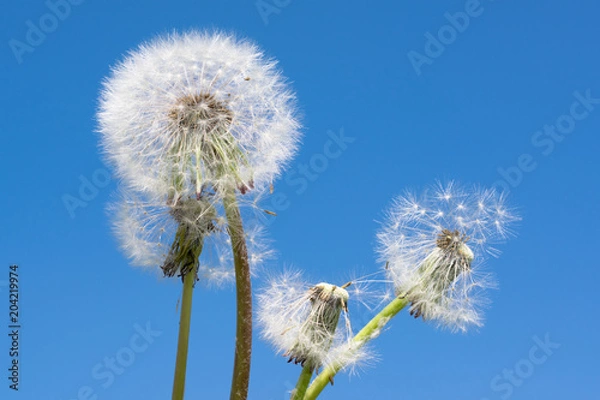 Obraz Dmuchawce na tle niebieskiego nieba