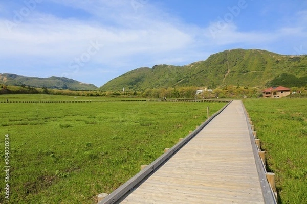 Obraz くじゅうタデ原湿原