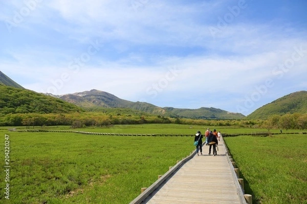 Obraz くじゅうタデ原湿原