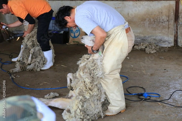 Obraz 羊の毛刈り