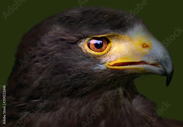 Fototapeta hawk
