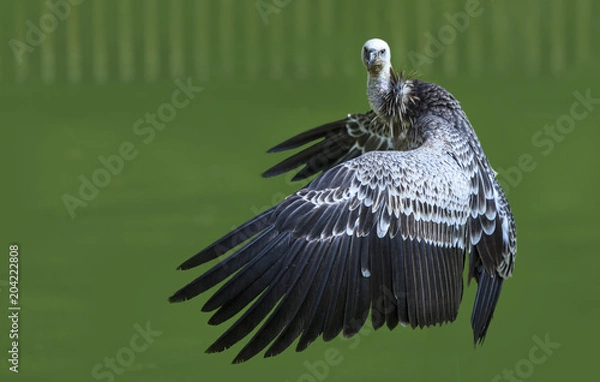 Obraz  vulture