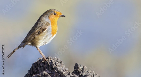 Fototapeta Robin